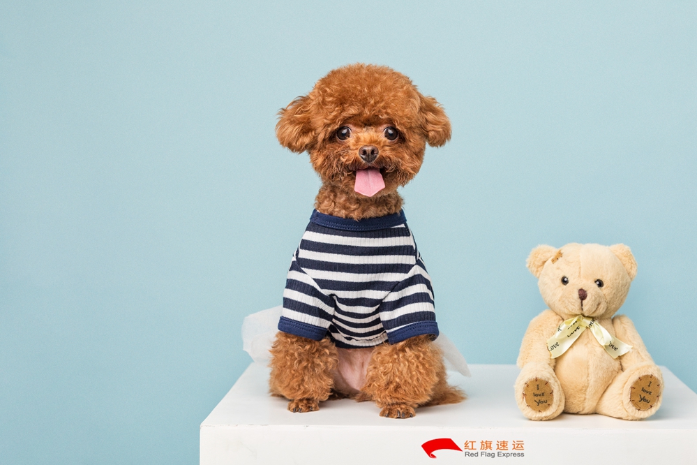 摄图网_501390256_贵宾犬小泰迪（企业商用）_副本.jpg
